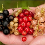 Tinktur av currant på alkohol