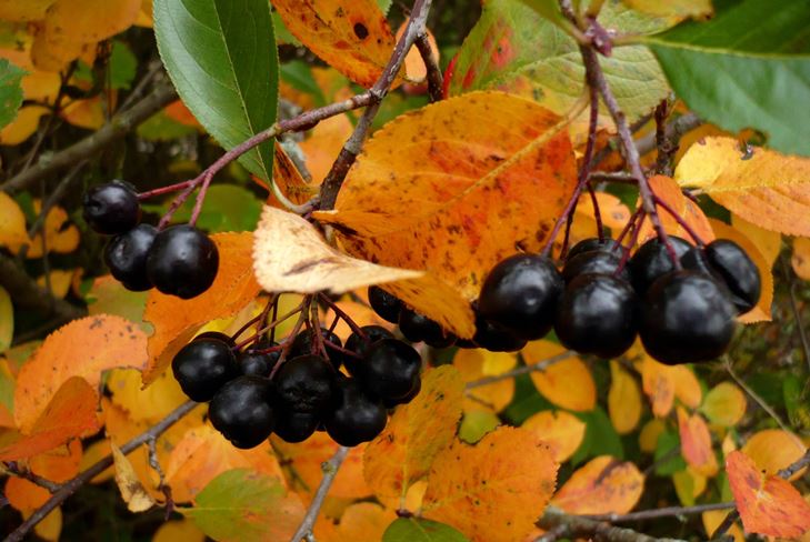 Nyttige blanks for vinteren: sirup fra chokeberry ashberry