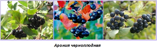 Nyttige blanks for vinteren: sirup fra chokeberry ashberry