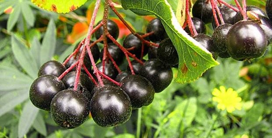 Nyttige blanks for vinteren: sirup fra chokeberry ashberry