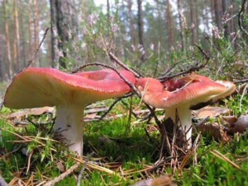 Rosiner for vinteren: deilige og enkle matlagingsreceptene
