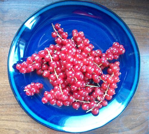 Gelé fra rød currant