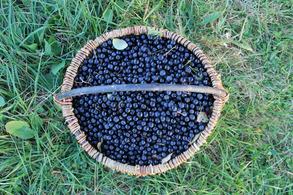 Jam av svart chokeberry