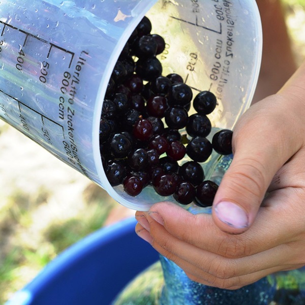Jam av svart chokeberry