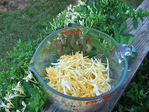 Honeysuckle syltetøy