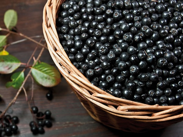Hjemmelaget vin fra chokeberry