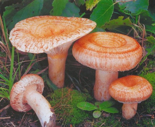 Volnushki: oppskrifter og bilder