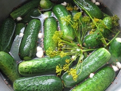Høsting agurk for vinteren