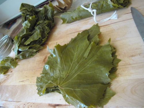 Hvordan å plukke vintreet blader for dolma