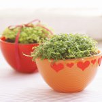 Blomster i interiøret i leiligheten