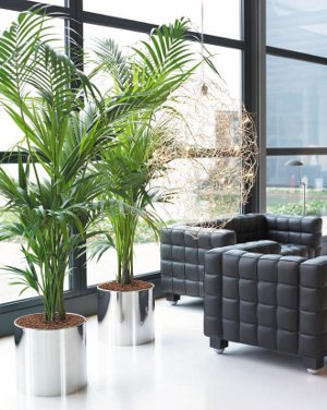 Interiør fytodesign Interiør fytodesign
