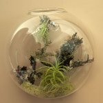 Florarium: Den originale dekorasjonen av interiøret Florarium: Den originale dekorasjonen av interiøret