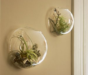 Florarium: Den originale dekorasjonen av interiøret Florarium: Den originale dekorasjonen av interiøret