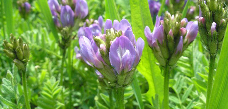 Astragalus: terapeutiske egenskaper, foto, applikasjon