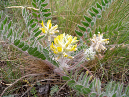 Astragalus: terapeutiske egenskaper, foto, applikasjon