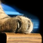 Kattens riper sykdom