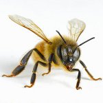 Hva å gjøre etter insektbitt
