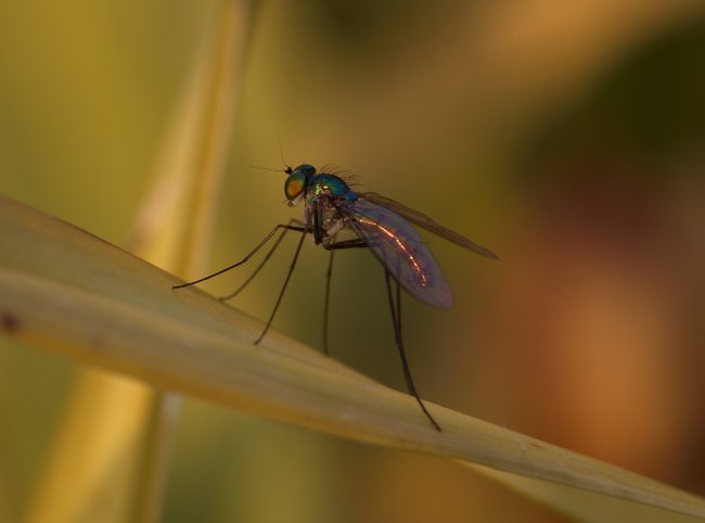 Hva å gjøre etter insektbitt