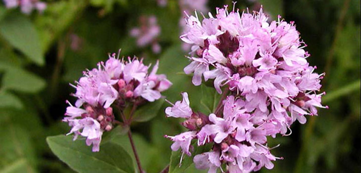 Oregano, dets medisinske egenskaper og anvendelse