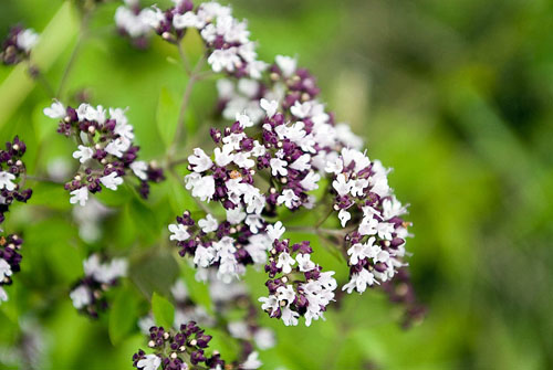 Oregano, dets medisinske egenskaper og anvendelse