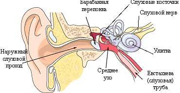 Hvordan behandle otitis i hjemmet?