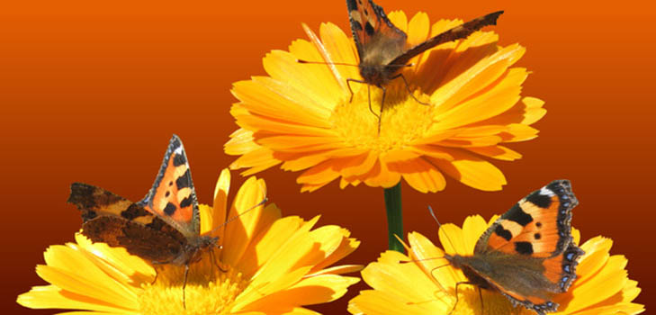 Calendula (marigold): medisinske egenskaper, anvendelse i folkemedisin