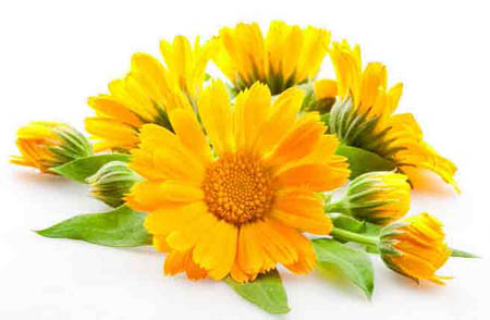 Calendula (marigold): medisinske egenskaper, anvendelse i folkemedisin