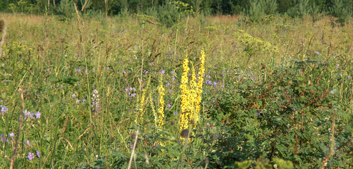 Medisinske egenskaper, foto av mullein. Oppskrifter av tradisjonell medisin