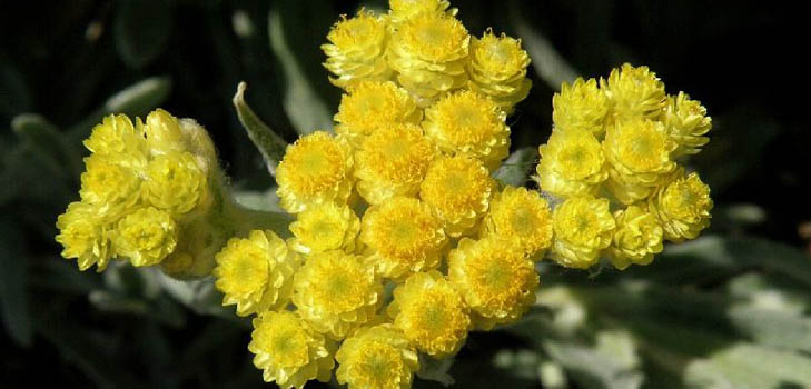 Terapeutiske egenskaper og anvendelse av immortelle (med bilde)