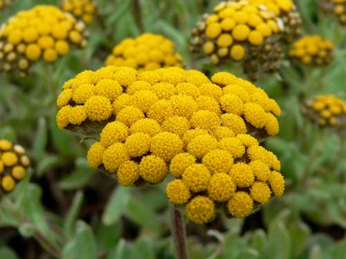 Terapeutiske egenskaper og anvendelse av immortelle (med bilde)