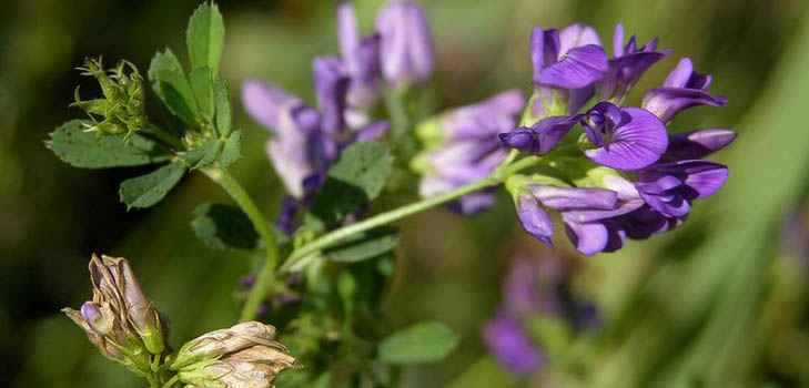 Lucerne: nyttige egenskaper, bilder, oppskrifter