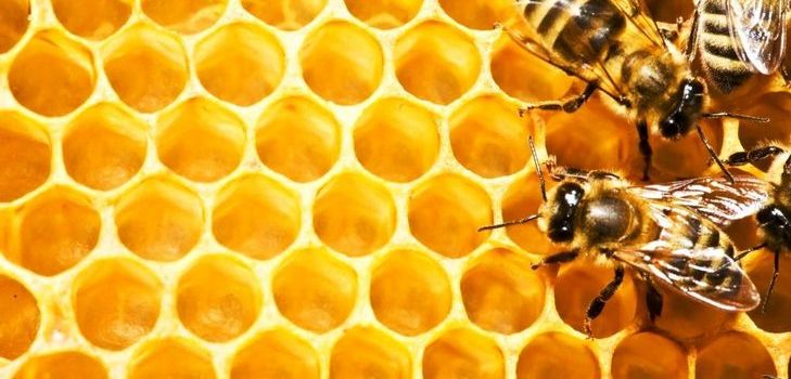 Tinktur av propolis - et helbredende middel