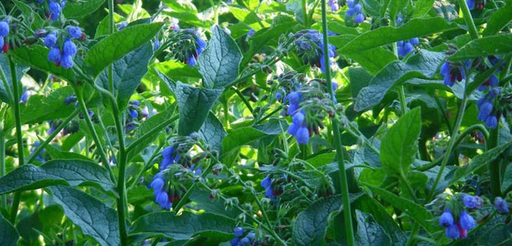 Comfrey officinalis: applikasjon og medisinske egenskaper av comfrey