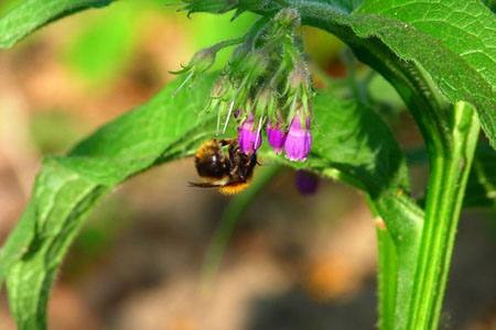 Comfrey officinalis: applikasjon og medisinske egenskaper av comfrey