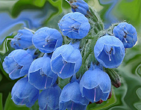 Comfrey officinalis: applikasjon og medisinske egenskaper av comfrey