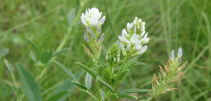 Fenugreek - hva er det? Nyttige egenskaper fenegreek (med bilde)