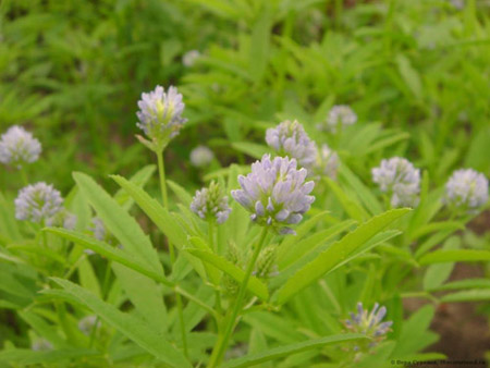 Fenugreek - hva er det? Nyttige egenskaper fenegreek (med bilde)