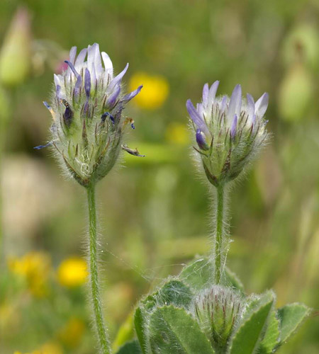 Fenugreek - hva er det? Nyttige egenskaper fenegreek (med bilde)