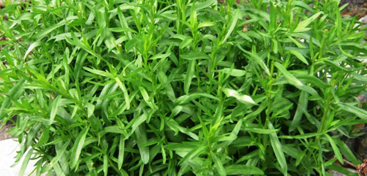 Tarhun (tarragon): søknad, nyttige egenskaper, bilde