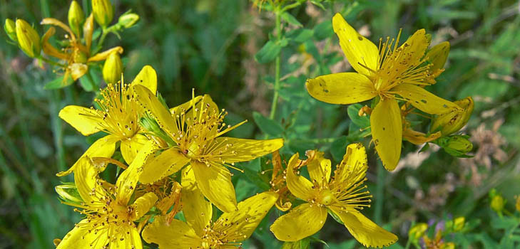 Gress av St. John's wort: medisinske egenskaper og kontraindikasjoner