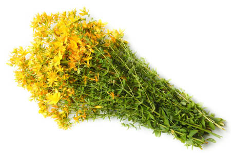 Gress av St. John's wort: medisinske egenskaper og kontraindikasjoner