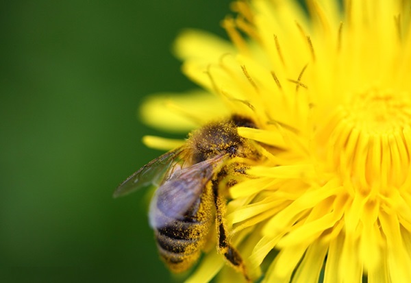 Insektbiter
